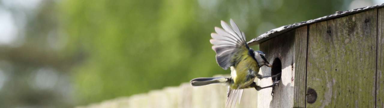 BirdWatch Ireland - Fernhill