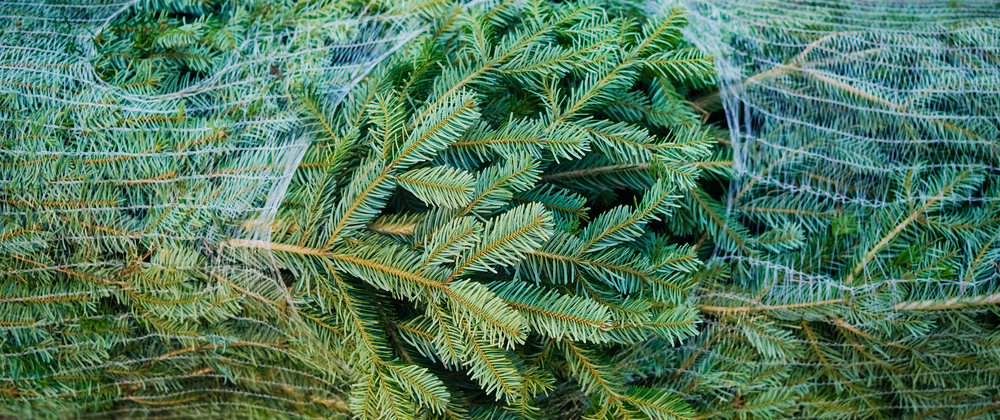 Nordmann Fir - Fernhill