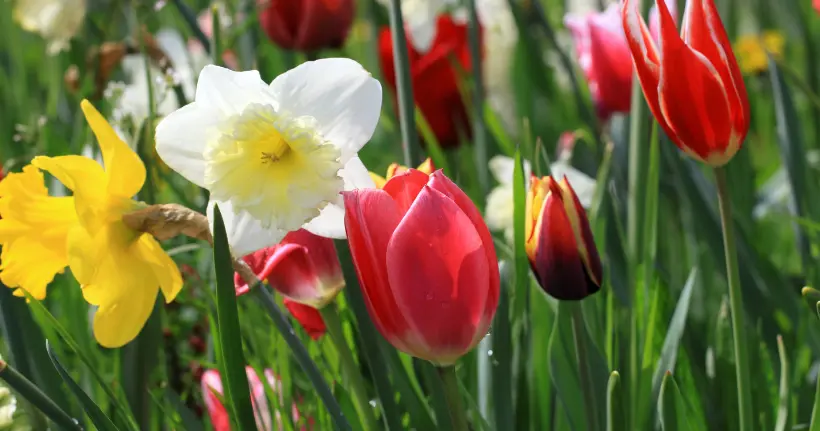 Shop Spring Flowering Bulbs