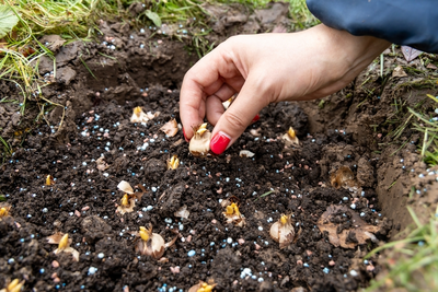 15 garden tips for November