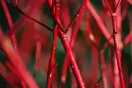 Dramatic dogwoods: winter’s best friend