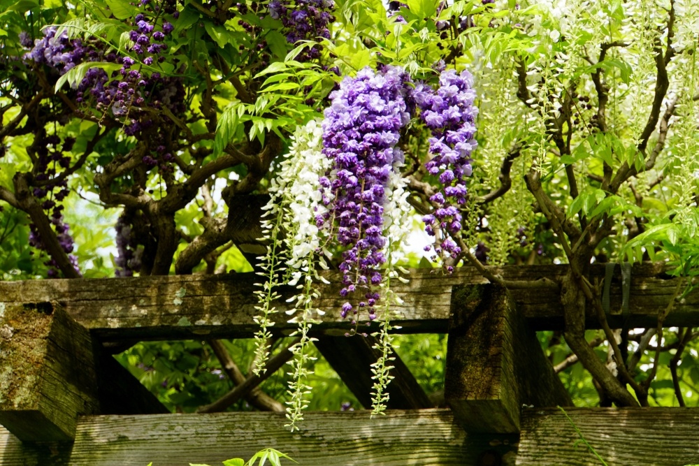 How to prune Wisteria - Fernhill Garden Centre