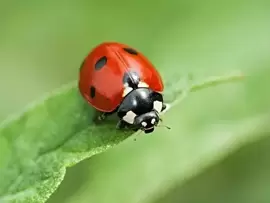 Ladybirds - nature’s garden pest control patrol