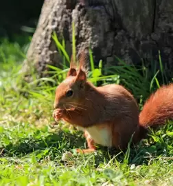 Meet a red squirrel