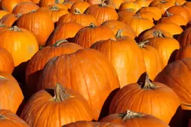 Ripen your pumpkins