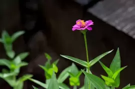 <p>Start <strong>sowing colourful annuals</strong> as soon as the weather warms up and the soil temp