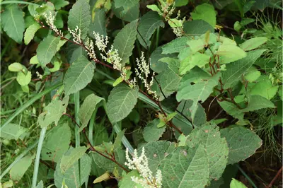 Say goodbye to invasive Japanese knotweed