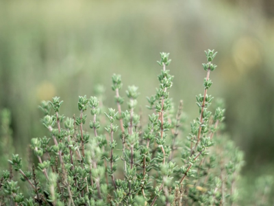 Top 5 edible plants for ground cover