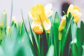 Top 5 Spring bulbs to order now