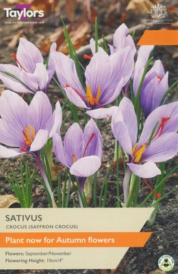 10 P/P X 12 CROCUS SATIVUS 7+