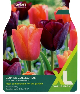 20 P/P X 12 TULIP COPPER COLLECTION 10-11