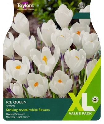 20 P/P X 25 CROCUS ICE QUEEN 5+