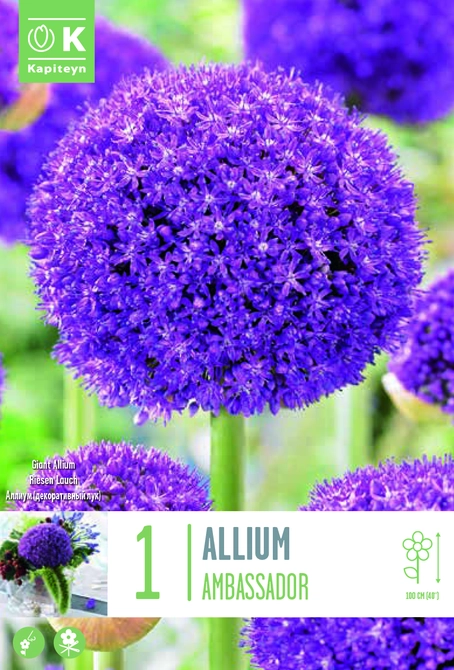 ALLIUM GIGANTEUM AMBASSADOR