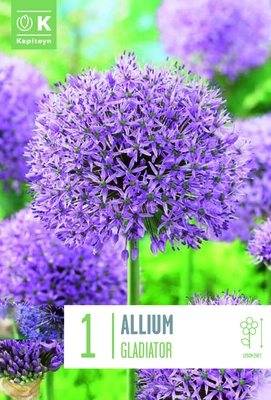 ALLIUM GLADIATOR