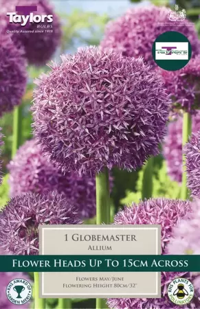 ALLIUM GLOBEMASTER