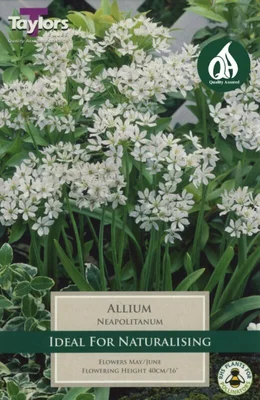 ALLIUM NEAPOLITANUM