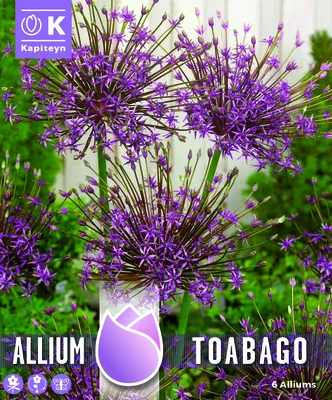 ALLIUM TOABAGO