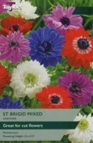 Anemone ST. Brigid Mixed