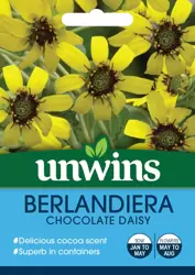 Berlandiera Chocolate Daisy