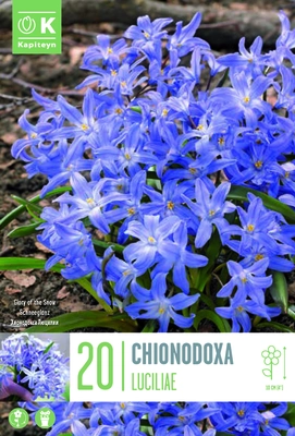 CHIONODOXA LUCILIAE