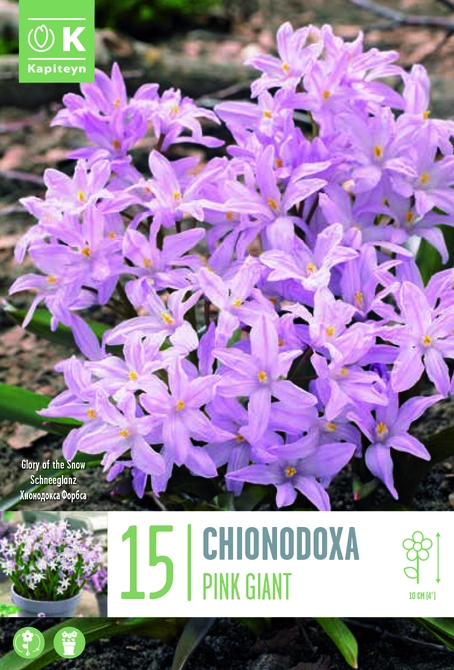 CHIONODOXA PINK GIANT