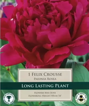 COTTAGE GARDEN PAEONIA ROSEA FELIX CROUSSE