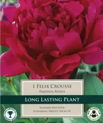 COTTAGE GARDEN PAEONIA ROSEA FELIX CROUSSE