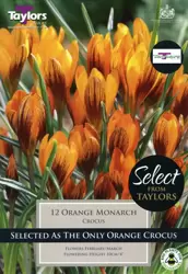 CROCUS ORANGE MONARCH