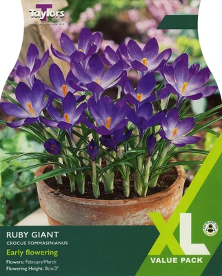 CROCUS RUBY GIANT