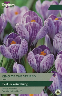 CROCUS STRIPED