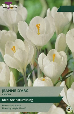 CROCUS WHITE