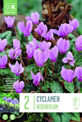 CYCLAMEN HEDERIFOLIUM