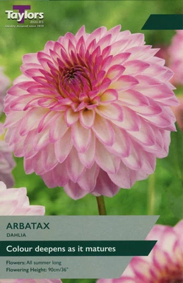 DAHLIA ARBATAX 1 PRE-PACK