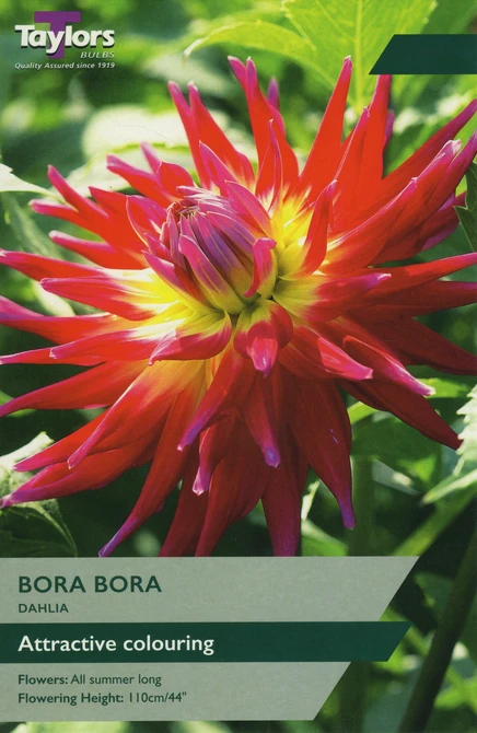 Dahlia Bora Bora