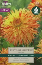 Dahlia Cheyenne Chieftain I Pre Pack