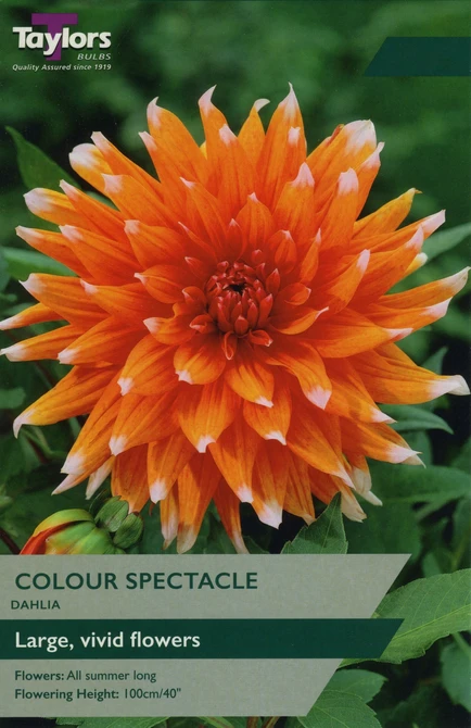 DAHLIA COLOR SPECTACLE