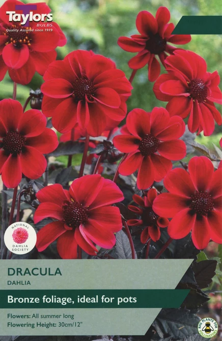 DAHLIA DRACULA