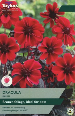 DAHLIA DRACULA