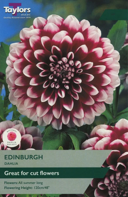 DAHLIA EDINBURGH