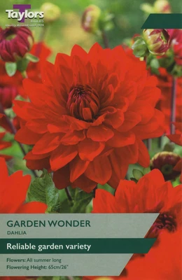 Dahlia Garden Wonder