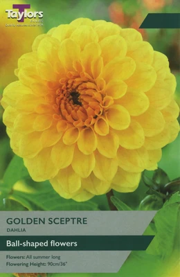 DAHLIA GOLDEN SCEPTRE