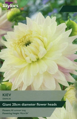 DAHLIA KIEV