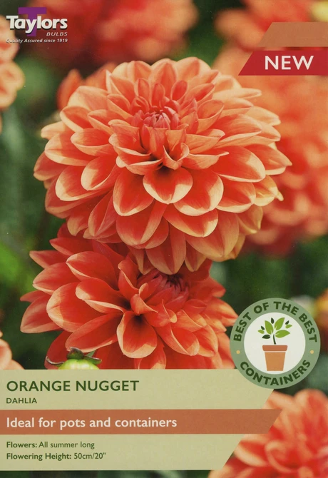 DAHLIA ORANGE NUGGET