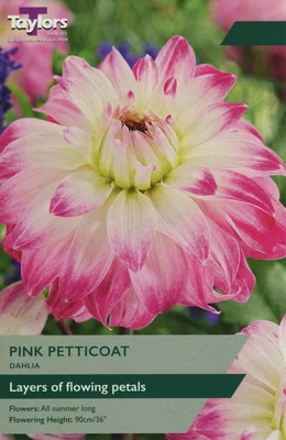 DAHLIA PINK PETTICOAT