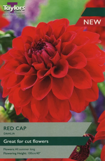 Dahlia Red Carpet