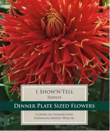 DAHLIA SHOW'N'TELL