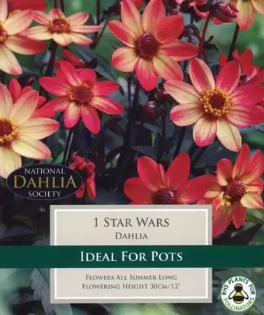 DAHLIA STAR WARS