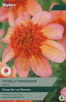 DAHLIA TOTALLY TANGERINE