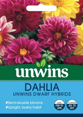 Dahlia Unwins Dwarf Hybrids - image 1