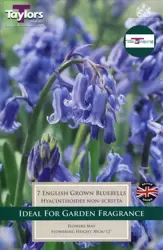 ENGLISH GROWN BLUEBELLS